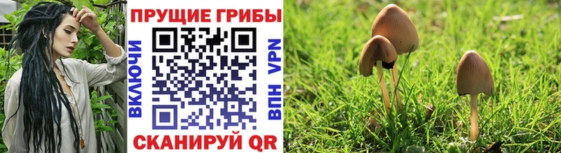 Псилоцибиновые грибы MAGIC MUSHROOMS  где продают   гидра ссылки  Туран 